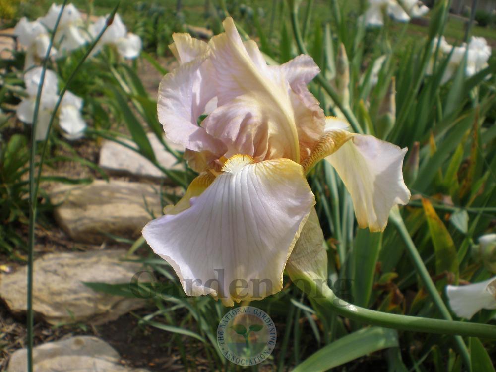 Photo of Tall Bearded Iris (Iris 'Lula Marguerite') uploaded by Frillylily