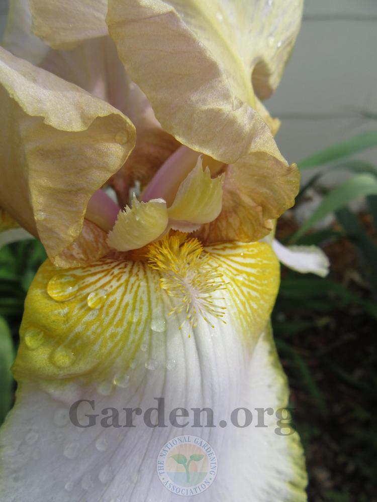 Photo of Tall Bearded Iris (Iris 'Lula Marguerite') uploaded by Frillylily