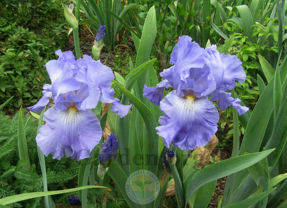 Photo of Tall Bearded Iris (Iris 'Big Sky') uploaded by Frillylily