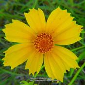 Lance-leaved Coreopsis #174. RAB page 1122, 179-69-5. AG page 281