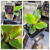 Bergenia, Red Beauty, watch for aphids on new growth