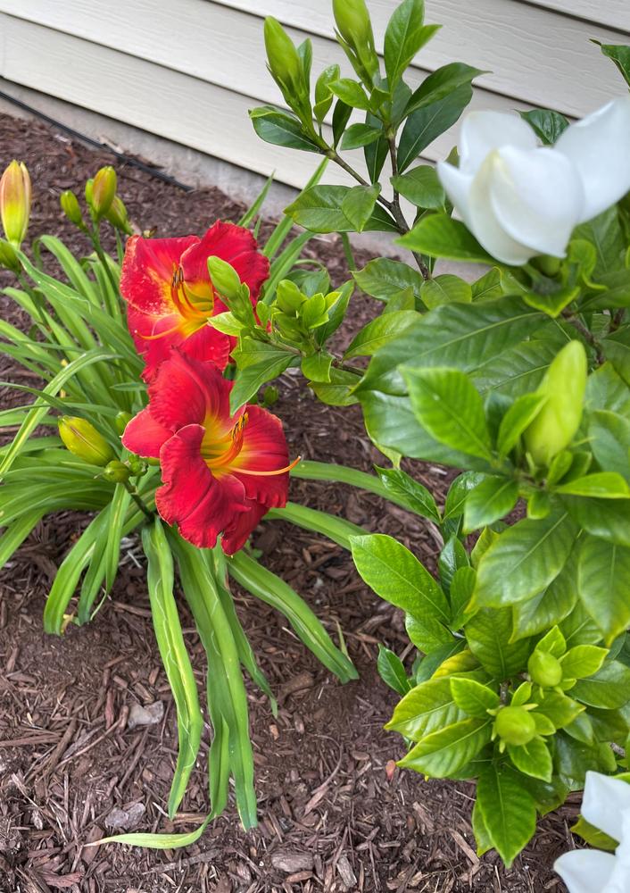 Photo of Daylily (Hemerocallis 'Fire on the Mountain') uploaded by troublesmom46