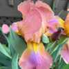 Three Oaks Tall Bearded Iris