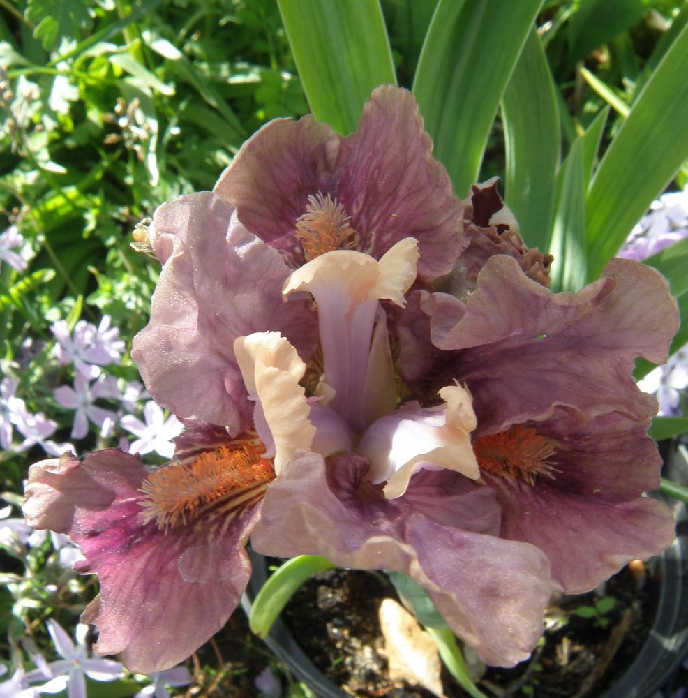 Photo of Standard Dwarf Bearded Iris (Iris 'Kralechka') uploaded by IrisLilli
