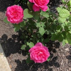 Location: My Yard
Date: May 18th, 2022
1 year old Pink Peace, Hybrid Tea Rose!