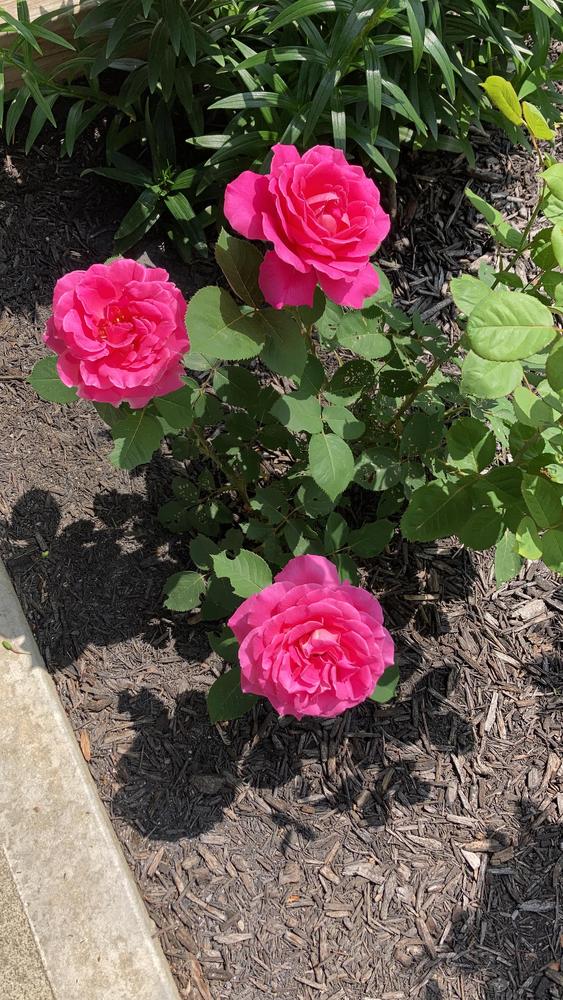 Photo of Rose (Rosa 'Pink Peace') uploaded by Jlynn86