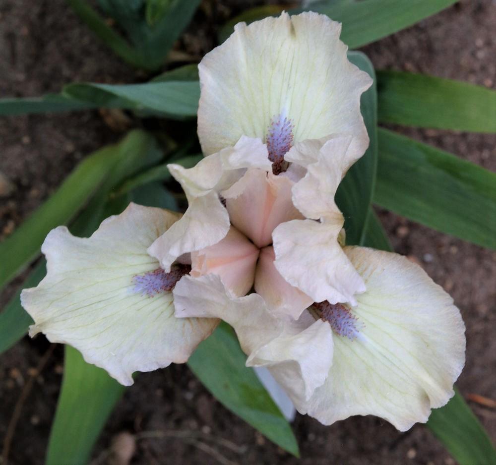Photo of Standard Dwarf Bearded Iris (Iris 'Little Surprise') uploaded by MShadow