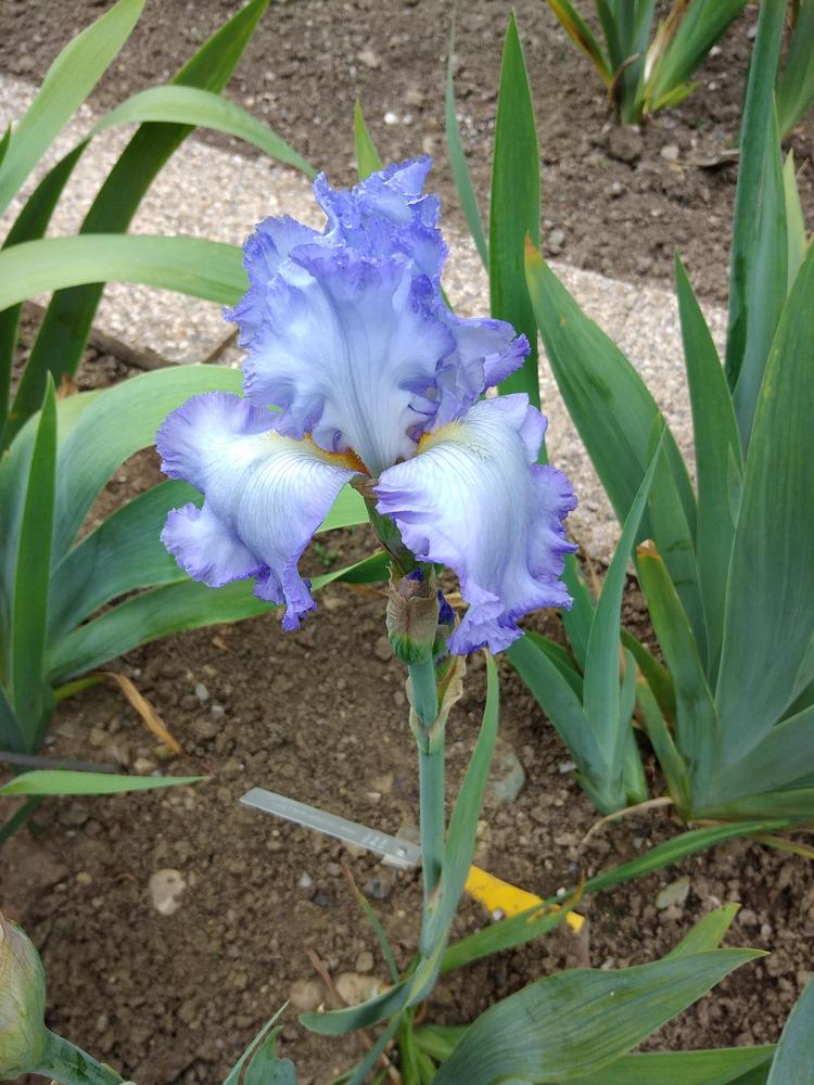 Photo of Tall Bearded Iris (Iris 'Cloud Ballet') uploaded by Sanja