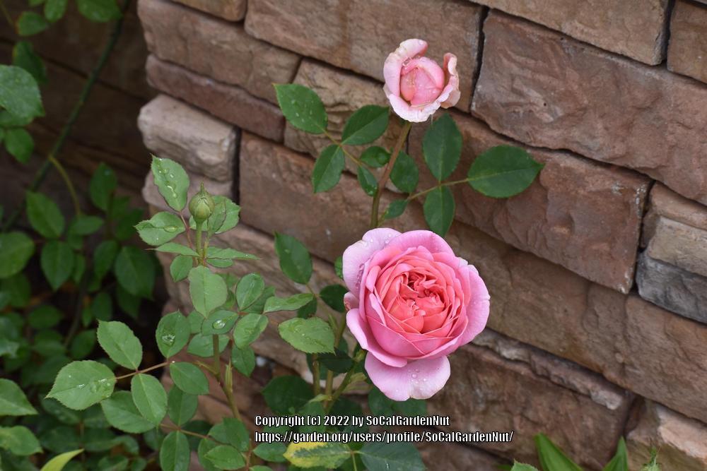 Photo of Rose (Rosa 'Boscobel') uploaded by SoCalGardenNut