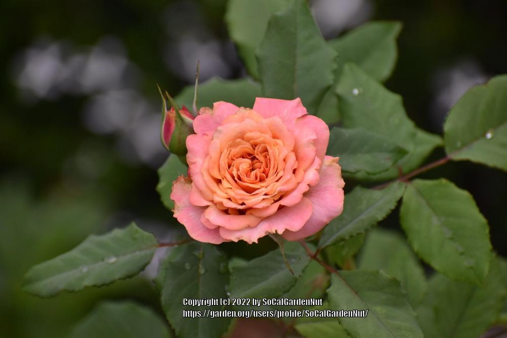 Photo of Rose (Rosa 'La Villa Cotta') uploaded by SoCalGardenNut
