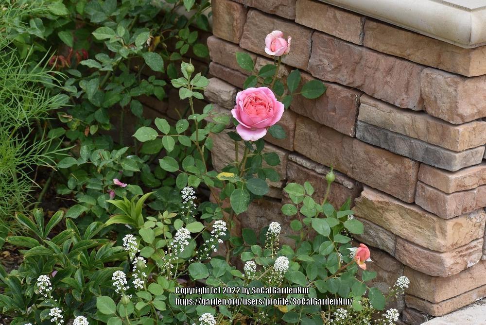 Photo of Rose (Rosa 'Boscobel') uploaded by SoCalGardenNut