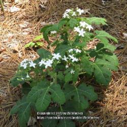 Location: Southern Pines, NC
Date: May 18, 2022
Stinging nettle #177; RAB page 661, 170-1-1, "Greek for nettle th