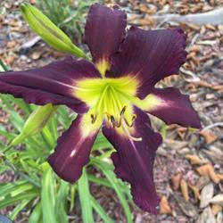 Location: My residence 
Date: 5/20/22
This daylily was named after my Dad, James Healey.