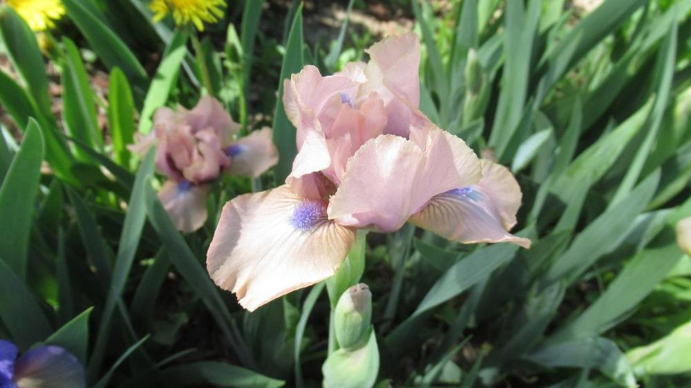 Photo of Standard Dwarf Bearded Iris (Iris 'Chanted') uploaded by gardenglassgems