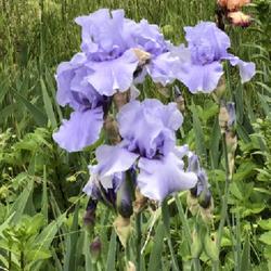 Location: Orem, Utah
Date: May 20, 2018
Tall Bearded Iris “Eve”