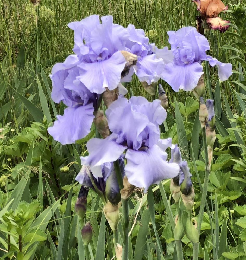 Photo of Tall Bearded Iris (Iris 'Eve') uploaded by grannyvikitoria