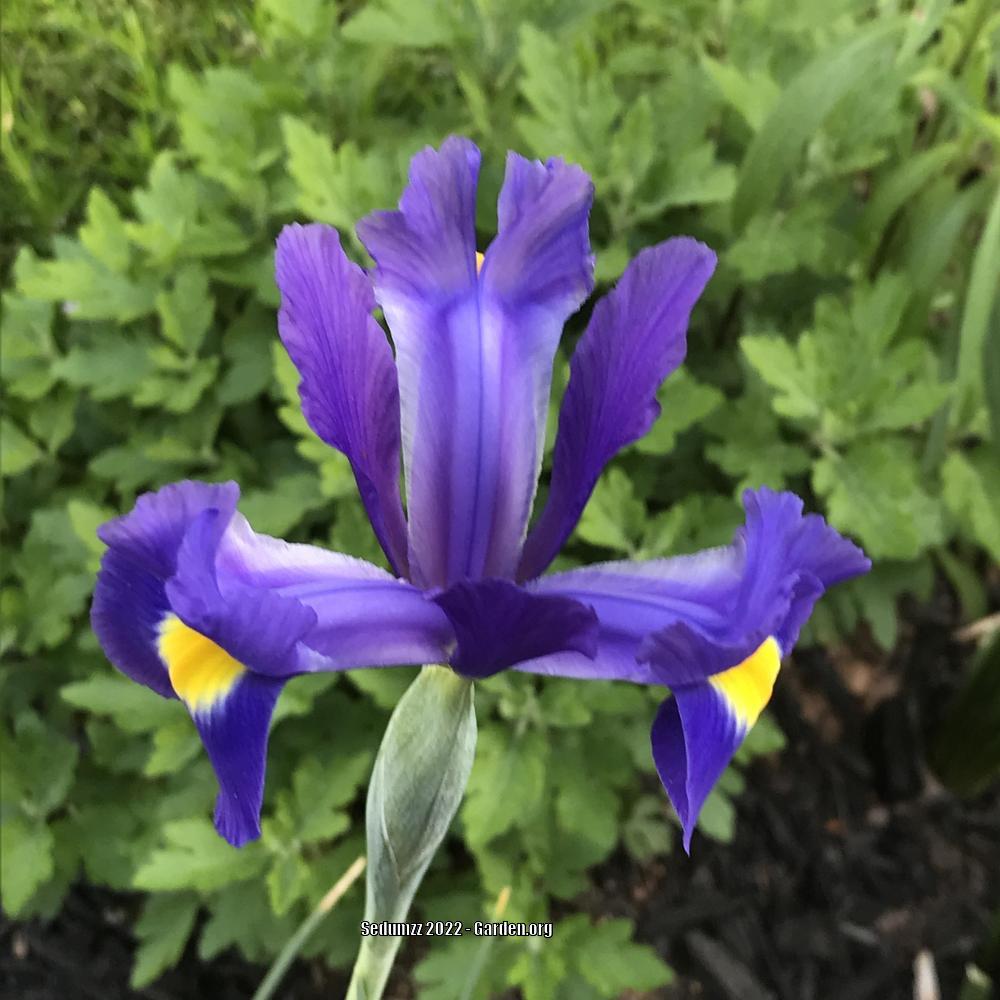 Photo of Dutch Iris (Iris x hollandica 'Blue Magic') uploaded by sedumzz