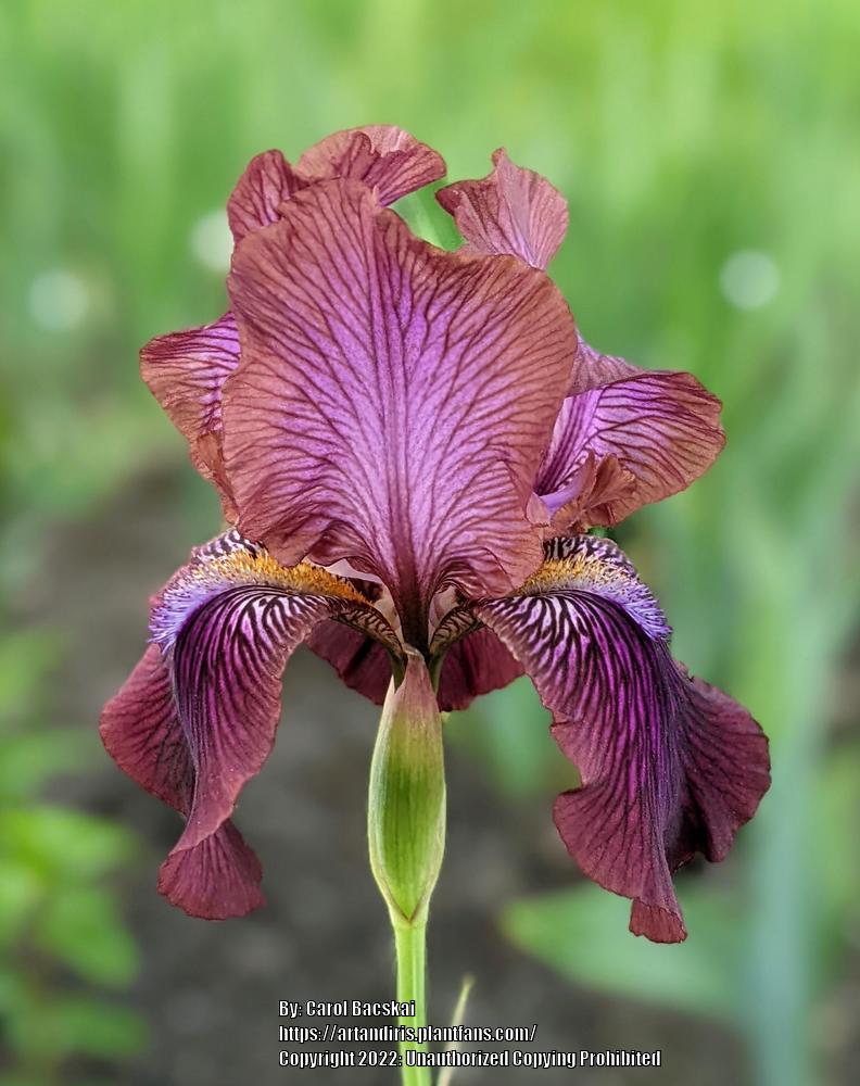 Photo of Arilbred Iris (Iris 'Afrosiab') uploaded by Artsee1