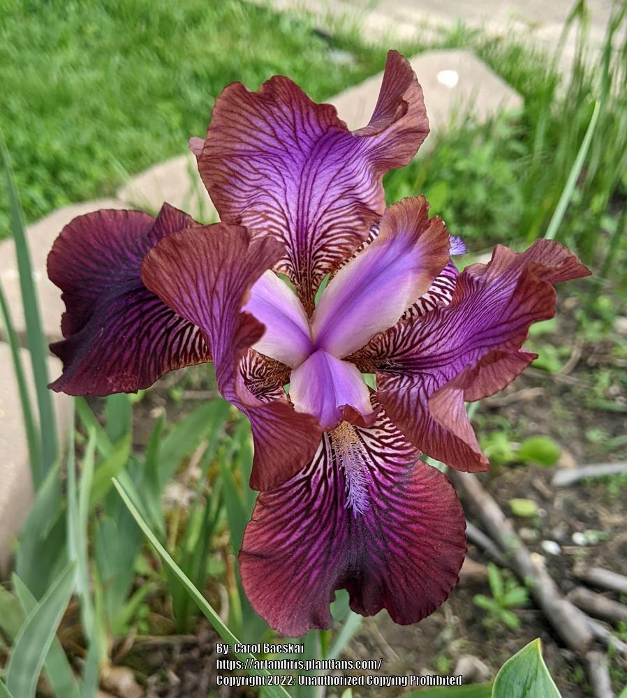 Photo of Arilbred Iris (Iris 'Afrosiab') uploaded by Artsee1