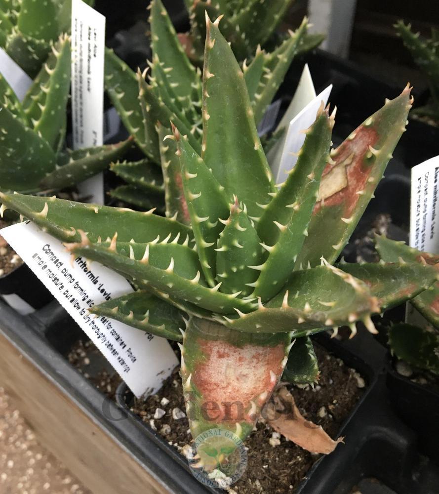 Photo of Mitre Aloe (Aloe perfoliata) uploaded by BlueOddish