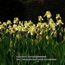 Location: Newby Hall Ripon Yorkshire England UK
Date: 2022-05-15
Iris flavescens