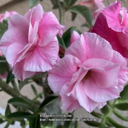 Location: My garden in Tampa, Florida
Date: 2022-05-20
My grafted pink desert rose.