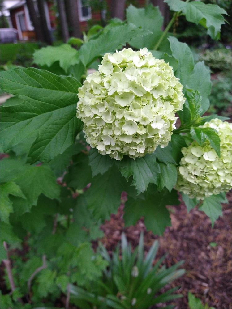 Photo of Smooth Hydrangea (Hydrangea arborescens 'Annabelle') uploaded by GoTilly