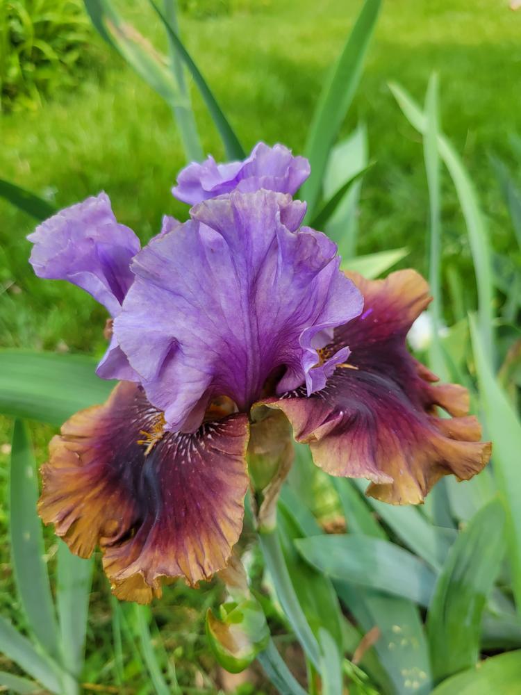 Photo of Tall Bearded Iris (Iris 'Rum is the Reason') uploaded by KyDeltaD