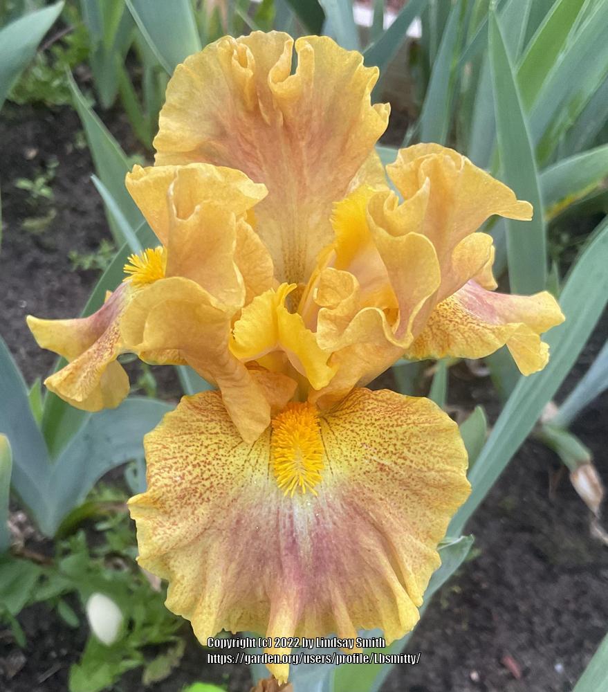 Photo of Intermediate Bearded Iris (Iris 'Apple Crisp') uploaded by Lbsmitty