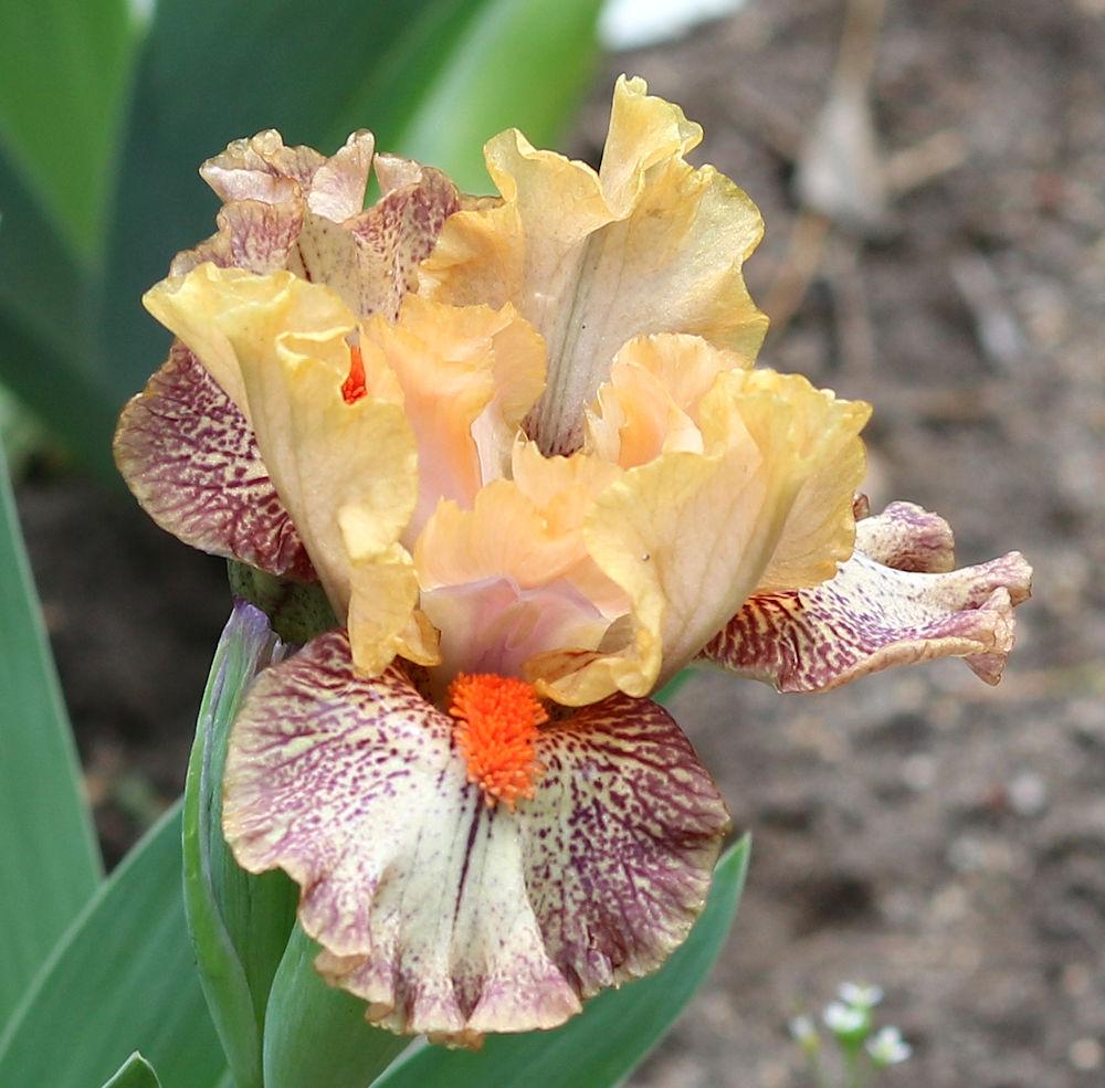 Photo of Standard Dwarf Bearded Iris (Iris 'Zig Zag') uploaded by MShadow