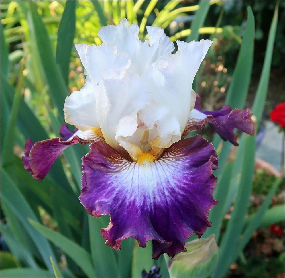 Photo of Tall Bearded Iris (Iris 'Seismic Zone') uploaded by Polymerous