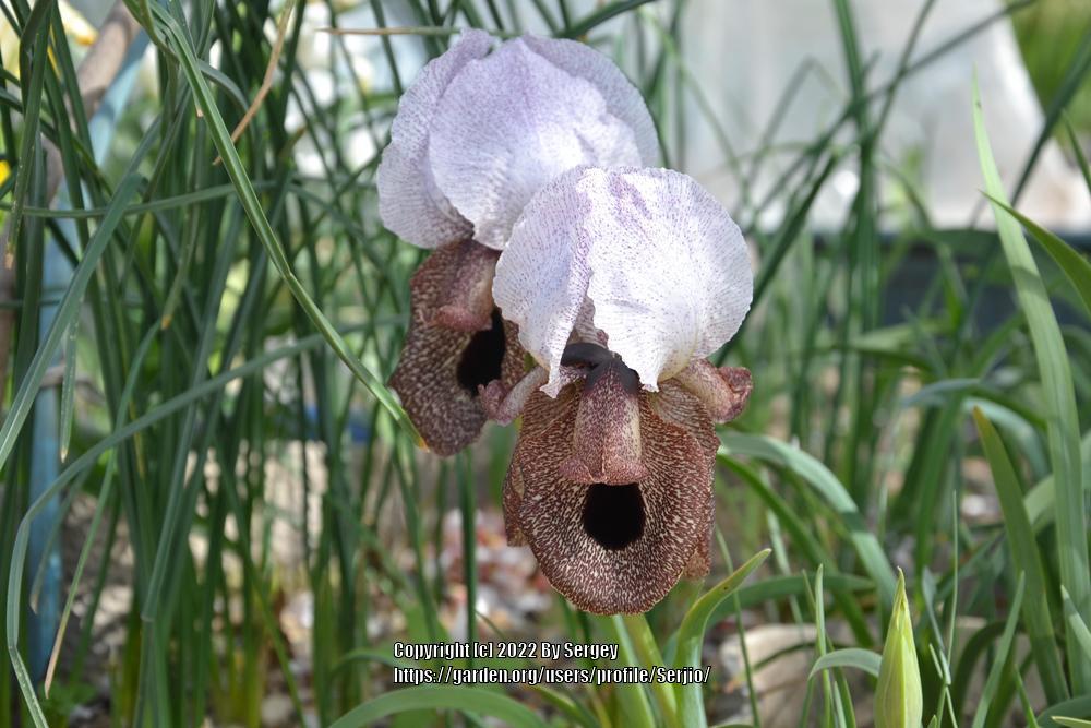 Photo of Species Iris (Iris iberica) uploaded by Serjio