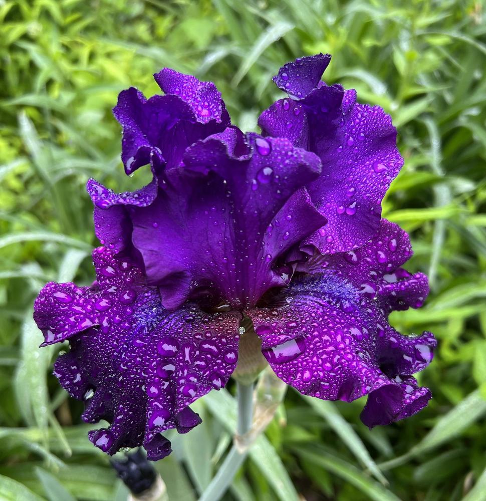 Photo of Tall Bearded Iris (Iris 'Diabolique') uploaded by Trefoil