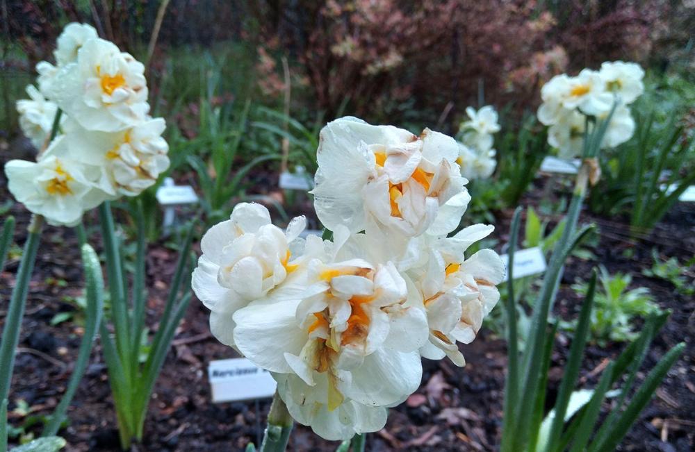 Photo of Double Daffodil (Narcissus 'Bridal Crown') uploaded by adknative