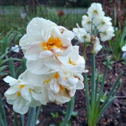 Location: Eagle Bay, New York
Date: 20 May 2022
Narcissus 'Bridal Crown', 1st year in gardens