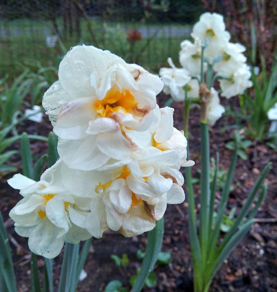 Photo of Double Daffodil (Narcissus 'Bridal Crown') uploaded by adknative
