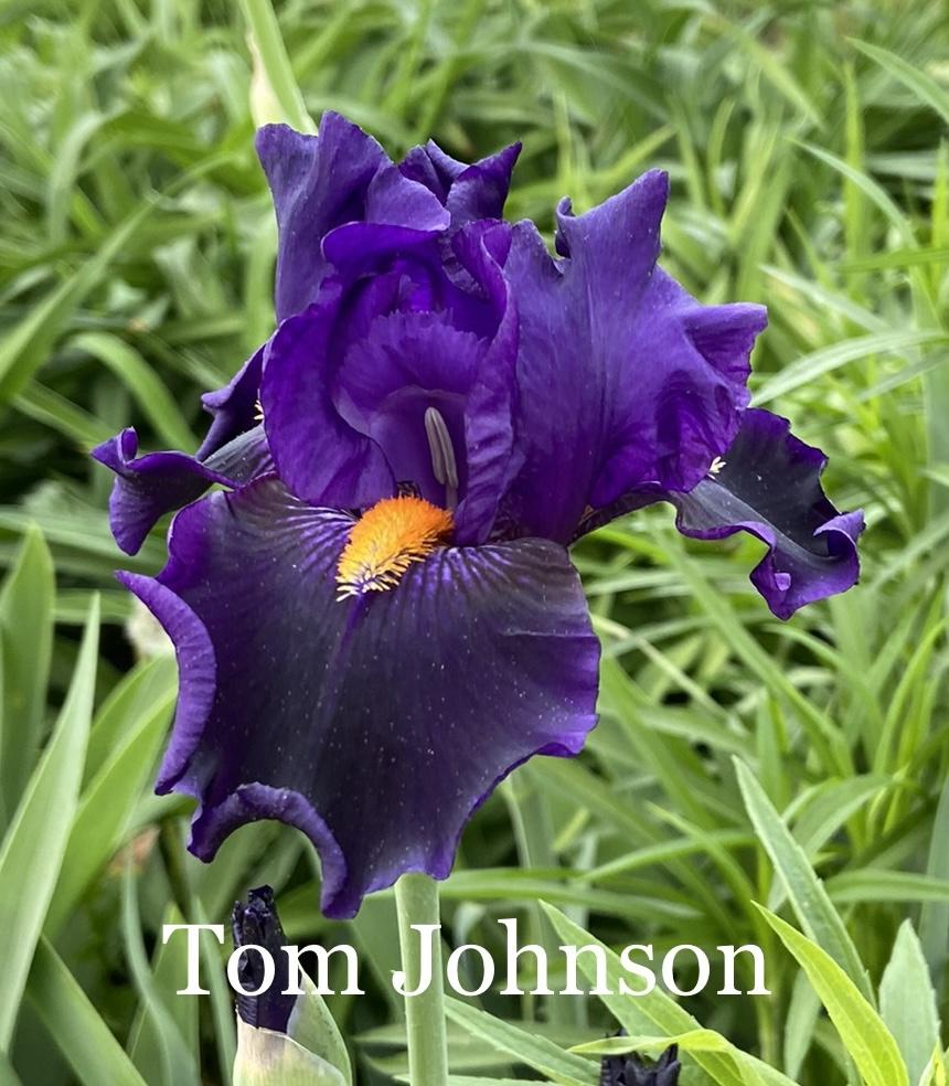 Photo of Tall Bearded Iris (Iris 'Tom Johnson') uploaded by amberjewel