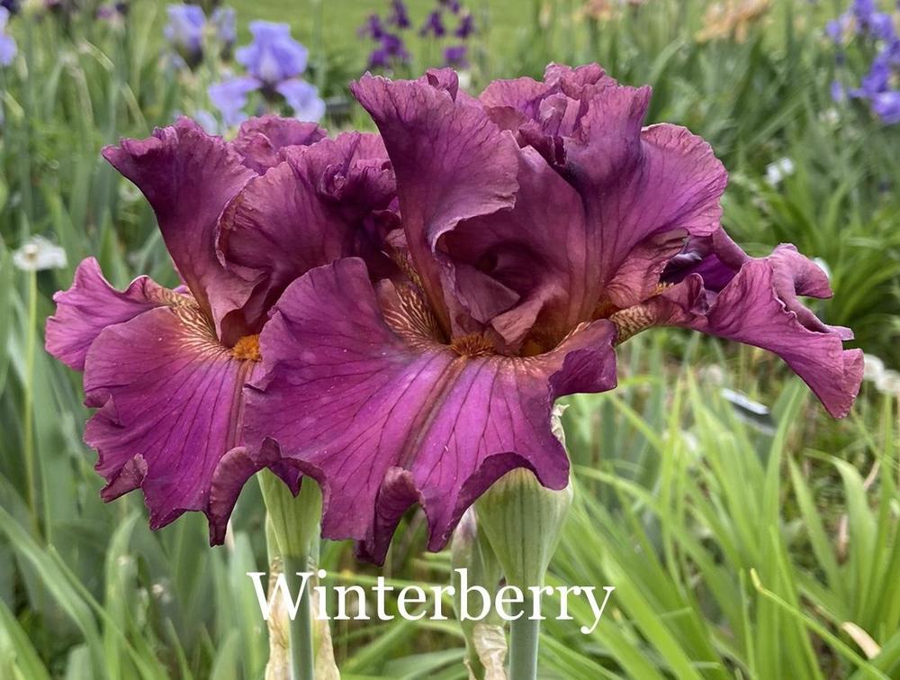 Photo of Tall Bearded Iris (Iris 'Winterberry') uploaded by amberjewel