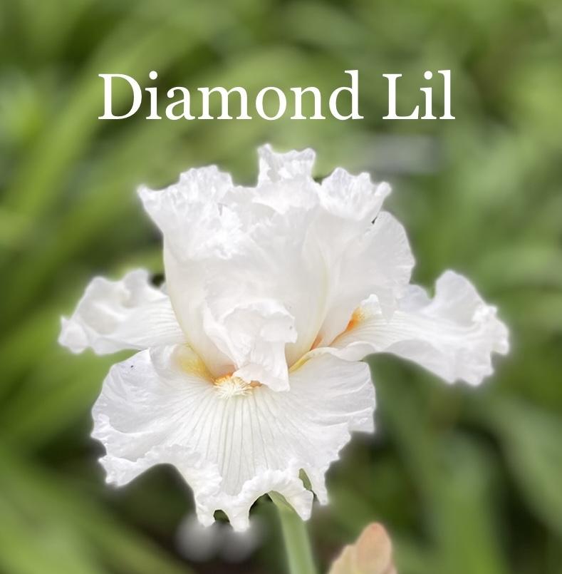 Photo of Tall Bearded Iris (Iris 'Diamond Lil') uploaded by amberjewel