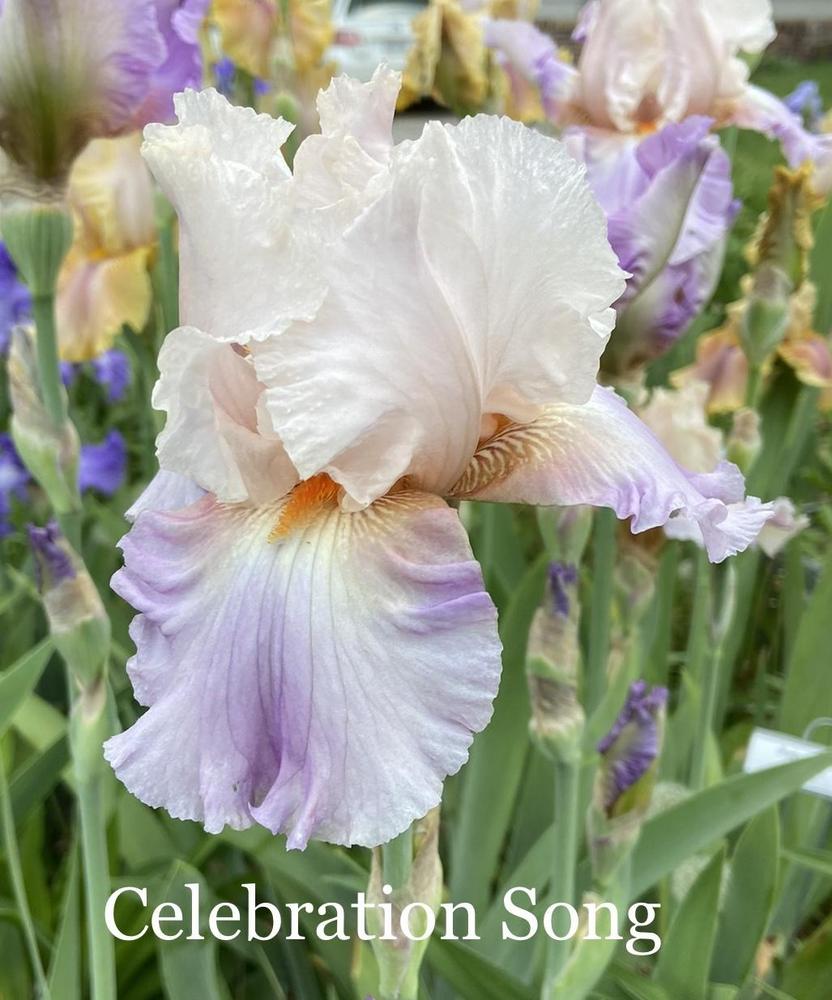 Photo of Tall Bearded Iris (Iris 'Celebration Song') uploaded by amberjewel