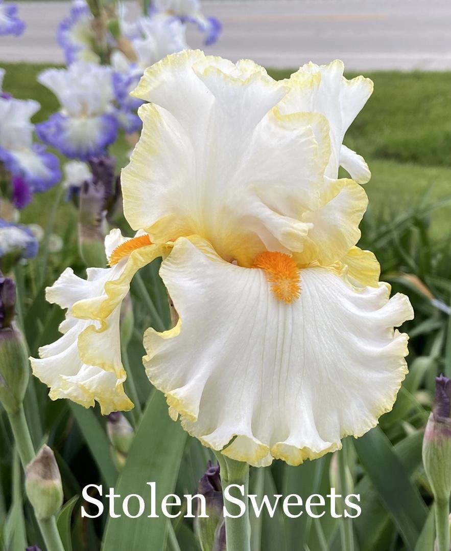 Photo of Tall Bearded Iris (Iris 'Stolen Sweets') uploaded by amberjewel