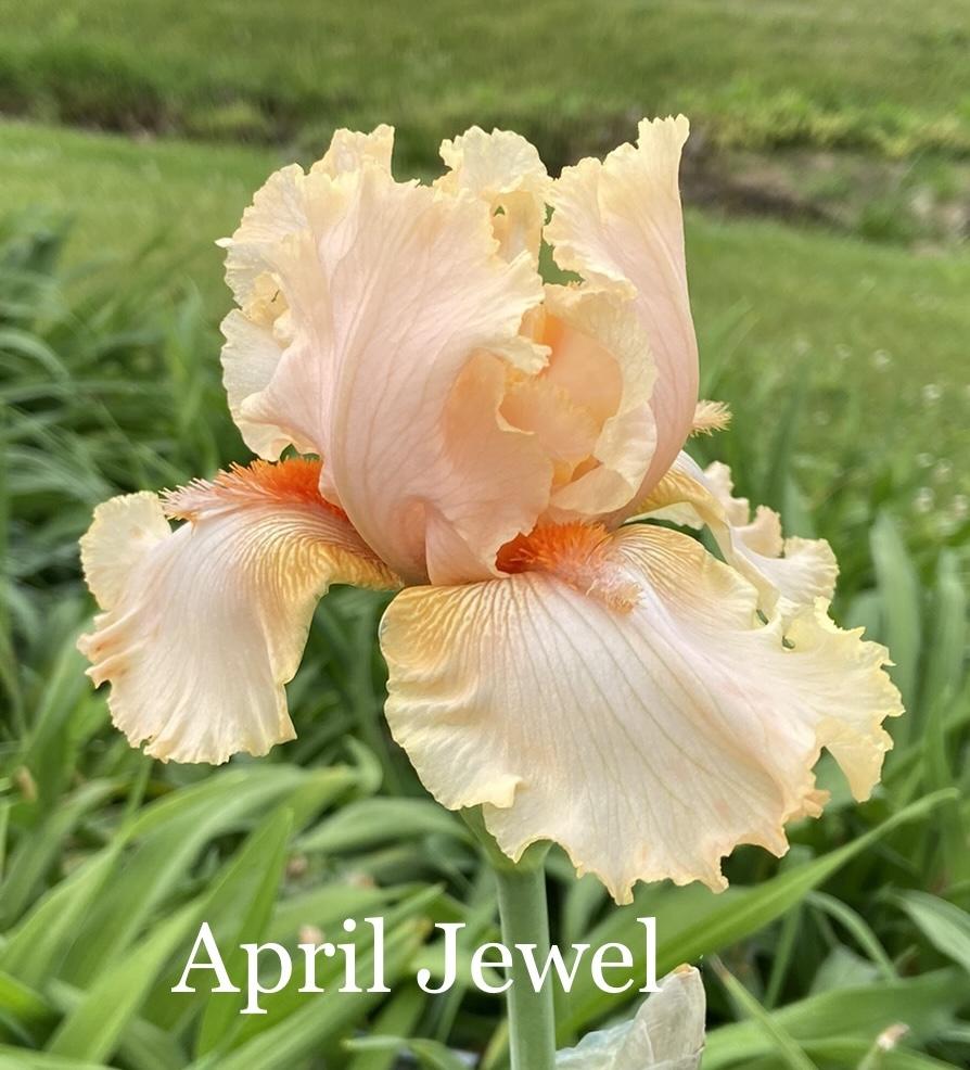 Photo of Tall Bearded Iris (Iris 'April Jewel') uploaded by amberjewel