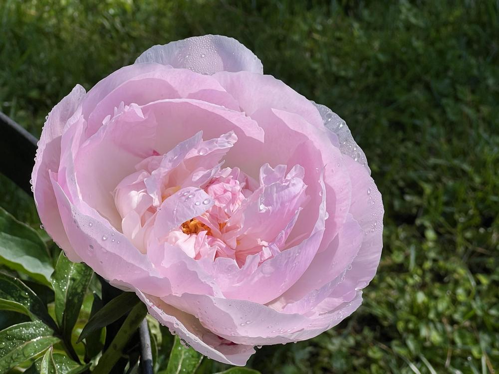 Photo of Peony (Paeonia lactiflora 'Orchid Annie') uploaded by bxncbx