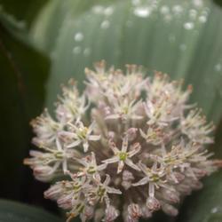 Location: Pennsylvania
Date: 2022-05-16
Allium karataviense