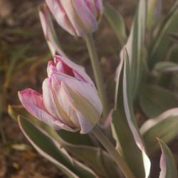 Location: Pennsylvania
Date: 2022-04-29
Tulipa 'Elsenburg'