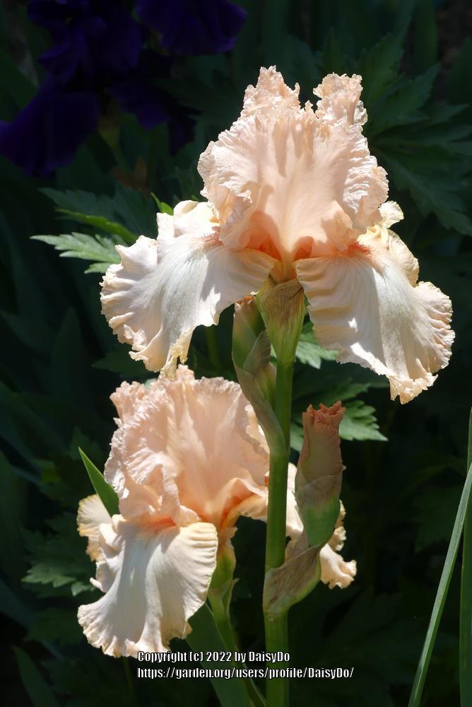 Photo of Tall Bearded Iris (Iris 'Beverly Sills') uploaded by DaisyDo