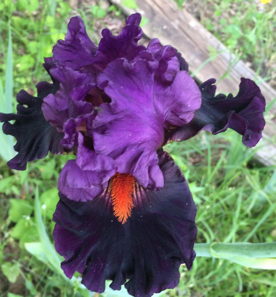 Photo of Tall Bearded Iris (Iris 'Sharp Dressed Man') uploaded by DonnaKribs