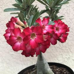Location: My garden in Tampa, Florida
Date: 2022-05-21
My winter clearance rescue desert rose.