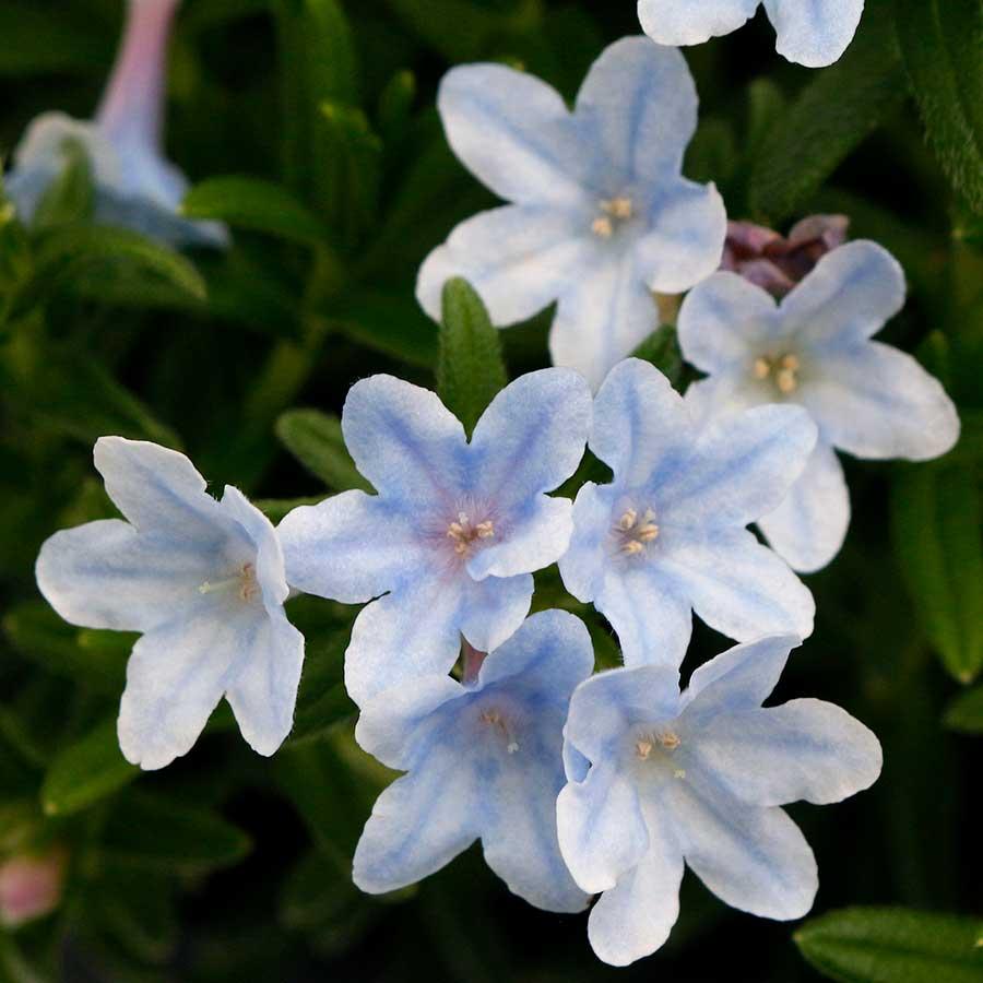 Photo of Lithodora (Glandora diffusa Crystal Blue) uploaded by Joy