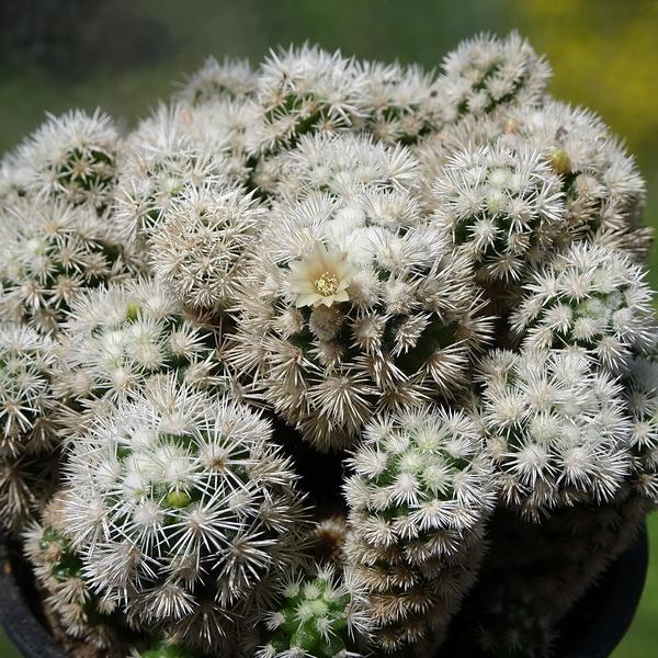 Photo of Thimble Cactus (Mammillaria vetula subsp. gracilis 'Arizona Snowcap') uploaded by Orsola